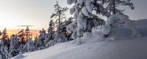 Preview wallpaper trees, snow, winter, snowy, sunset, drifts