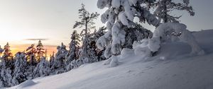 Preview wallpaper trees, snow, winter, snowy, sunset, drifts