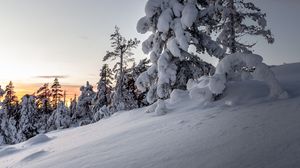 Preview wallpaper trees, snow, winter, snowy, sunset, drifts