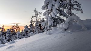 Preview wallpaper trees, snow, winter, snowy, sunset, drifts