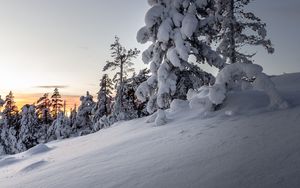 Preview wallpaper trees, snow, winter, snowy, sunset, drifts