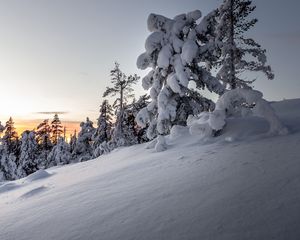 Preview wallpaper trees, snow, winter, snowy, sunset, drifts