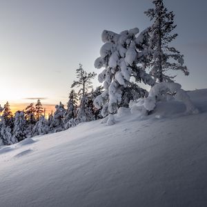 Preview wallpaper trees, snow, winter, snowy, sunset, drifts