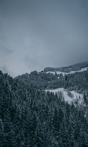 Preview wallpaper trees, snow, winter, snowy, aerial view, forest