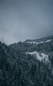 Preview wallpaper trees, snow, winter, snowy, aerial view, forest