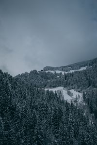 Preview wallpaper trees, snow, winter, snowy, aerial view, forest