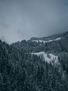 Preview wallpaper trees, snow, winter, snowy, aerial view, forest