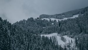 Preview wallpaper trees, snow, winter, snowy, aerial view, forest