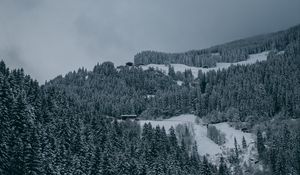 Preview wallpaper trees, snow, winter, snowy, aerial view, forest