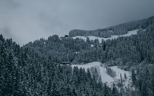 Preview wallpaper trees, snow, winter, snowy, aerial view, forest