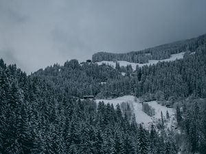 Preview wallpaper trees, snow, winter, snowy, aerial view, forest