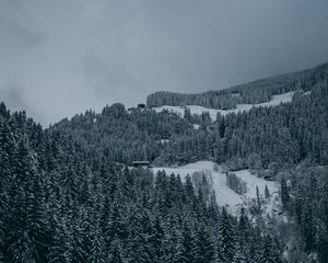 Preview wallpaper trees, snow, winter, snowy, aerial view, forest