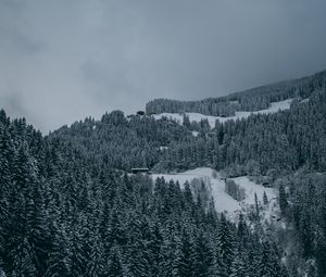 Preview wallpaper trees, snow, winter, snowy, aerial view, forest