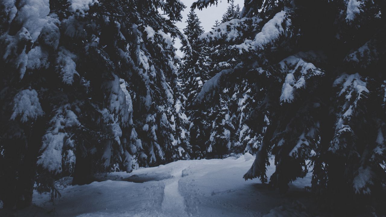 Wallpaper trees, snow, winter, path, forest, snowy