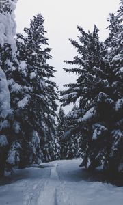 Preview wallpaper trees, snow, winter, path, forest, snowy
