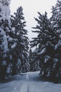 Preview wallpaper trees, snow, winter, path, forest, snowy