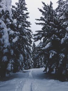 Preview wallpaper trees, snow, winter, path, forest, snowy