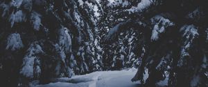 Preview wallpaper trees, snow, winter, path, forest, snowy