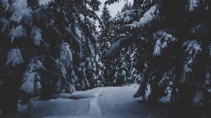 Preview wallpaper trees, snow, winter, path, forest, snowy