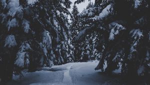 Preview wallpaper trees, snow, winter, path, forest, snowy