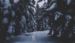 Preview wallpaper trees, snow, winter, path, forest, snowy