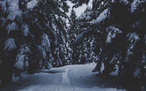 Preview wallpaper trees, snow, winter, path, forest, snowy