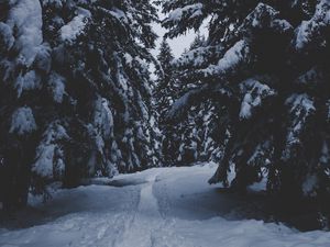 Preview wallpaper trees, snow, winter, path, forest, snowy