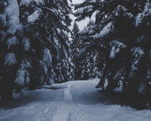 Preview wallpaper trees, snow, winter, path, forest, snowy