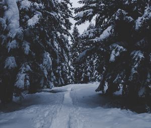 Preview wallpaper trees, snow, winter, path, forest, snowy