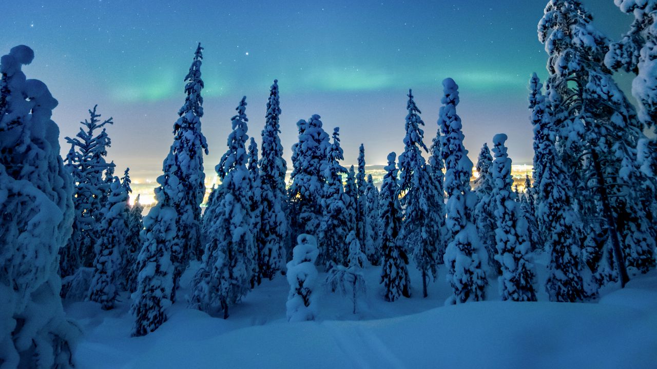 Wallpaper trees, snow, winter, night, landscape