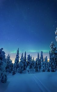 Preview wallpaper trees, snow, winter, night, landscape