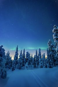 Preview wallpaper trees, snow, winter, night, landscape