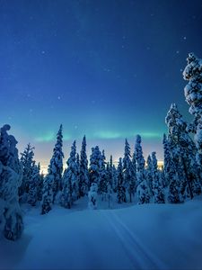 Preview wallpaper trees, snow, winter, night, landscape
