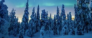 Preview wallpaper trees, snow, winter, night, landscape