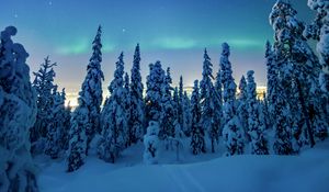 Preview wallpaper trees, snow, winter, night, landscape