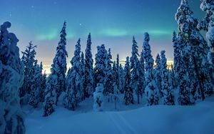 Preview wallpaper trees, snow, winter, night, landscape