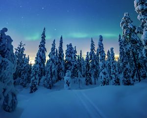 Preview wallpaper trees, snow, winter, night, landscape