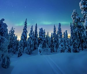 Preview wallpaper trees, snow, winter, night, landscape