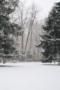 Preview wallpaper trees, snow, winter, landscape