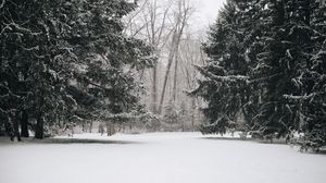 Preview wallpaper trees, snow, winter, landscape