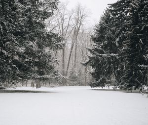 Preview wallpaper trees, snow, winter, landscape
