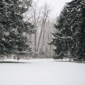 Preview wallpaper trees, snow, winter, landscape