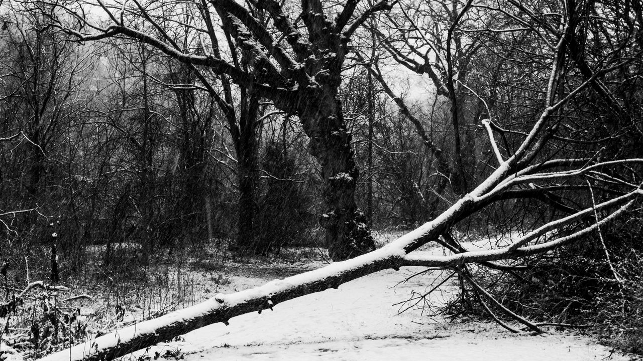 Wallpaper trees, snow, winter, bw, nature