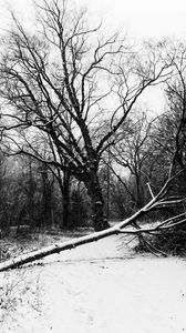 Preview wallpaper trees, snow, winter, bw, nature