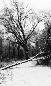 Preview wallpaper trees, snow, winter, bw, nature