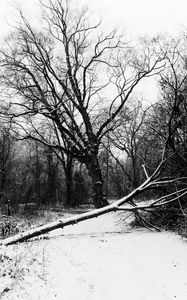 Preview wallpaper trees, snow, winter, bw, nature