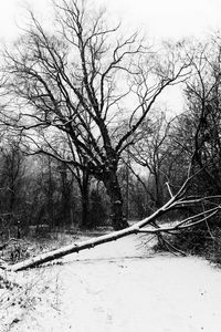 Preview wallpaper trees, snow, winter, bw, nature