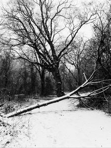 Preview wallpaper trees, snow, winter, bw, nature