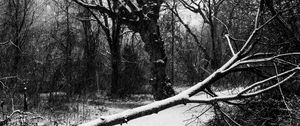 Preview wallpaper trees, snow, winter, bw, nature