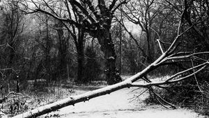 Preview wallpaper trees, snow, winter, bw, nature